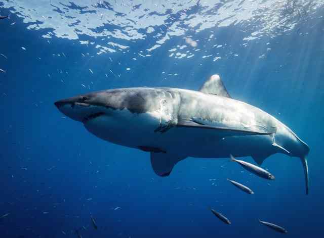 Haie in der Türkei- Wenn auch selten kommen weiße Haie vor den Küsten der Türkei vor
